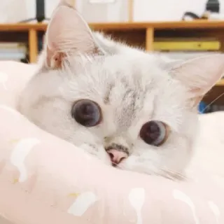 🥢 cat, animal, pet, cute, kitten, domestic, feline telegram sticker
