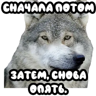 Волки @stickernayaa telegram stickers
