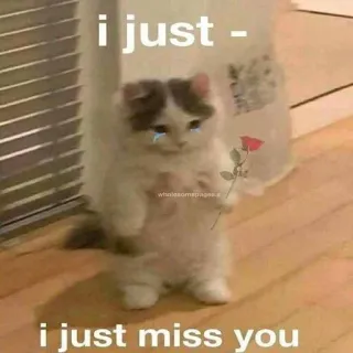 😡 i just -
i just miss you kucing, kangen, sedih, mawar, emosional, hewan peliharaan, anak kucing telegram sticker