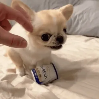 🤩 プーチン hond, chihuahua, dier, schattig, huisdier telegram sticker