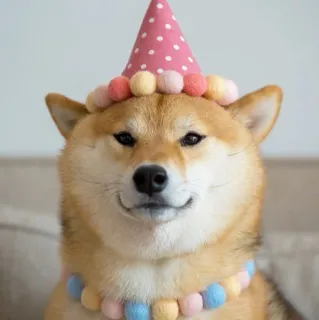 🎉 anjing, shiba inu, hewan, peliharaan, topi pesta, imut, perayaan whatsapp sticker