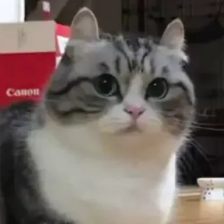 😐 cat, cute, animal, domestic, pet whatsapp sticker