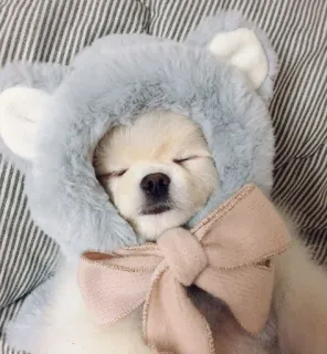 💘 собака, щенок, спит, милый, костюм медведя, бант, питомец telegram sticker