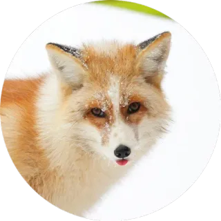 😜 лиса, животное, дикая природа, милый, портрет, природа whatsapp sticker