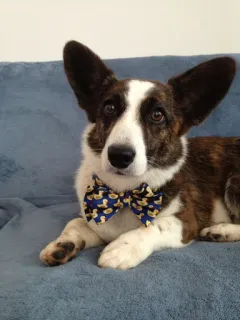👔 corgi, anjing, hewan, peliharaan, dasi kupu-kupu, imut, belang, potret telegram sticker