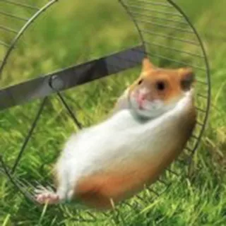 😏 chomik, kołowrotek, zwierzę domowe, gryzoń, zwierzę, słodki telegram sticker