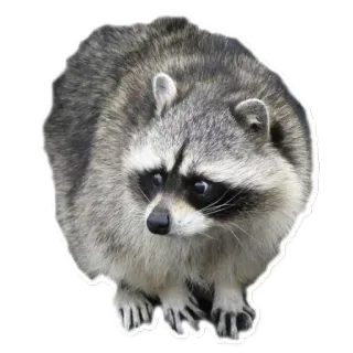 👀 Waschbär, Tier, Wildtier, Säugetier telegram sticker