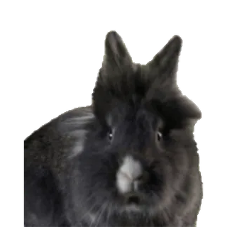 🐇 conejo, animal, mascota, negro whatsapp sticker