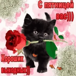 🌹 С пятницей вас))
Хороших выходных)) gato, gatinho, flor, rosa, sexta-feira, fim de semana, bom telegram sticker