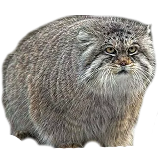 adk_cats_pack telegram stickers