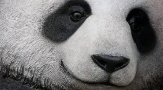 😏 panda, animal, urso, vida selvagem, mamífero, close-up, fofo telegram sticker
