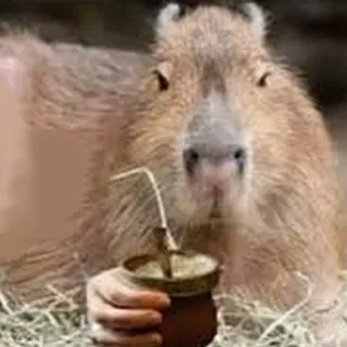 🥤 Capybara, Tier, Trinken, Yerba Mate whatsapp sticker