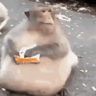 🤒 singe, animal, drôle, nourriture, primate whatsapp sticker