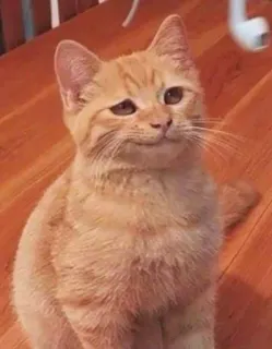😏 chat, chat orange, animal de compagnie, animal whatsapp sticker