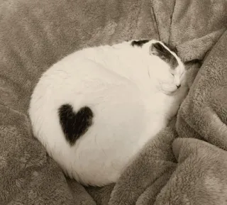 ❤️ cat, pet, animal, heart, love, cute telegram sticker