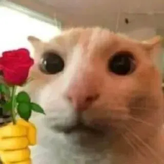 Больше стиков тут: @stikery4 whatsapp stickers