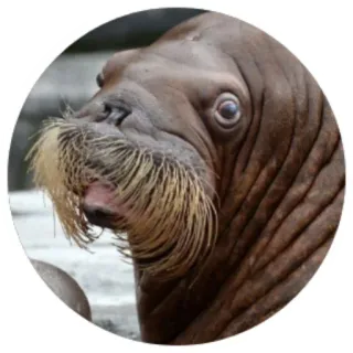 😯 mors, zwierzę, ssak, dzika przyroda, morze, ocean telegram sticker