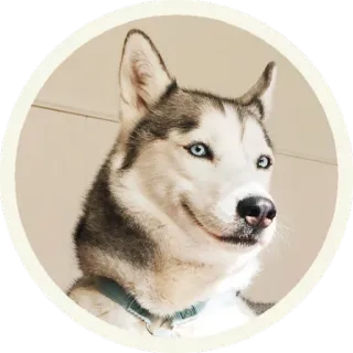 ☺️ hond, husky, dier, huisdier, siberische husky telegram sticker