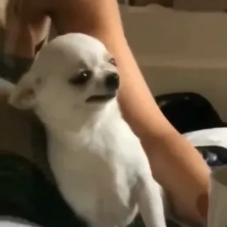 😐 hond, chihuahua, dier, huisdier, schattig, meme telegram sticker