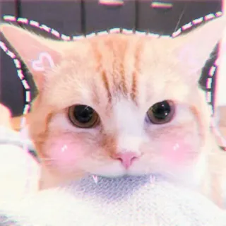 🍓 gato, gatito, mascota, animal, lindo, gato doméstico telegram sticker