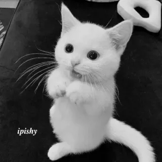 🕸 ipishy 猫, 小猫, 白猫, 可爱, 动物, 宠物 telegram sticker