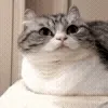 😺