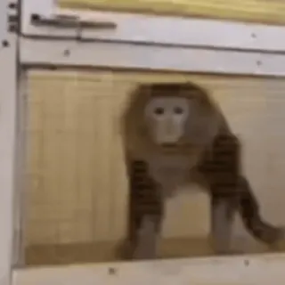 🐵 обезьяна, животное, клетка, зоопарк, дикая природа telegram sticker