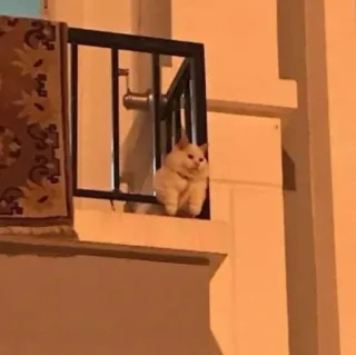 🪐 cat, window, animal, pet, cute telegram sticker