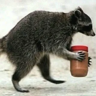🍯 енот, арахисовая паста, животное, милый, смешной, мем, банка telegram sticker