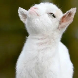 😑 chèvre, chevreau, animal, blanc, mignon, ferme, bébé chèvre telegram sticker