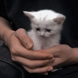😓 Katze, Kätzchen, weiß, süß, Tier, Haustier telegram sticker