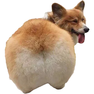 🍑 perro, corgi, animal, mascota, trasero, parte trasera whatsapp sticker
