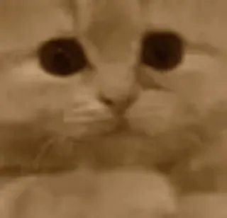 🙏 cat whatsapp sticker