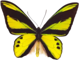 🐝 butterfly, yellow, insect, nature, wings whatsapp sticker
