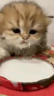 🥛 kitten, cat, milk, animal, pet, cute whatsapp sticker