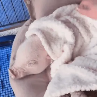 🐽 whatsapp sticker