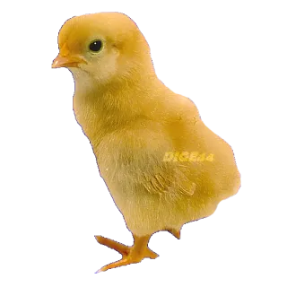 🐤 chick, chicken, baby chicken, animal, poultry, farm animal telegram sticker