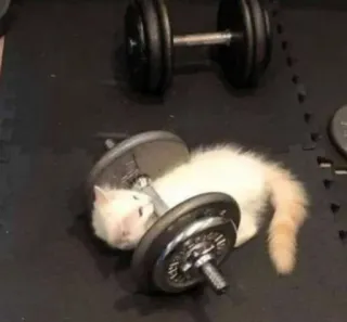 💪 gato, haltere, exercício, fitness, academia, musculação telegram sticker