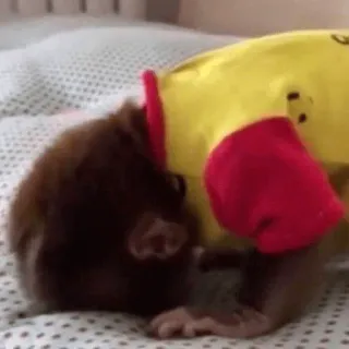 🐵 hewan, mamalia, binatang pengerat, gerbil, peluk, tidur telegram sticker