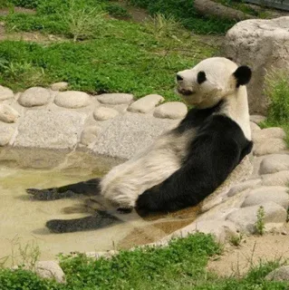 PANDA telegram stickers