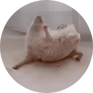 🌟 động vật, gặm nhấm, chuột, thú cưng, dễ thương, trắng telegram sticker