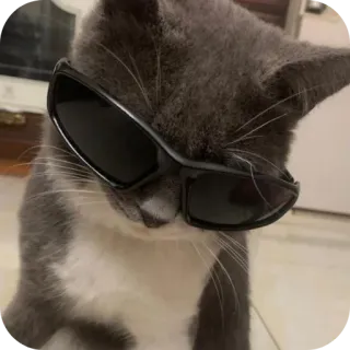🐱 猫, サングラス, かっこいい, 動物, ペット telegram sticker