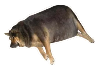 🤤 pies, śpiący, zwierzę, zwierzę domowe, zwierzę domowe, śmieszne, słodkie whatsapp sticker