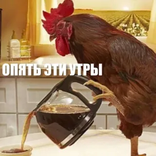 😲 Опять эти Утры chicken, coffee, morning, funny, animal telegram sticker