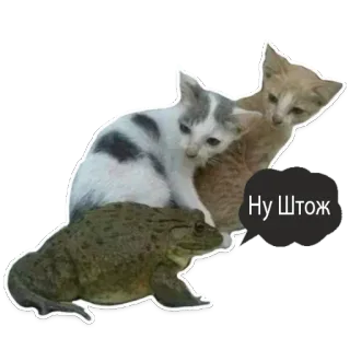 😅 Ну Штож кошки, лягушка, животные, стикер telegram sticker