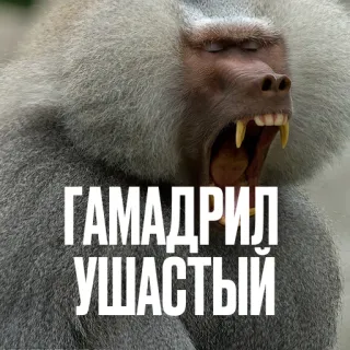 🙉 ГАМАДРИЛ УШАСТЫЙ павиан, животное, примат, обезьяна, гамадрил telegram sticker