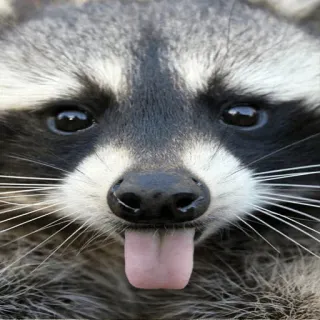 😛 mapache, animal, lengua, gracioso, mono, mamífero whatsapp sticker