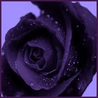🥀 rose, fleur, violet, nature, plante, floral whatsapp sticker