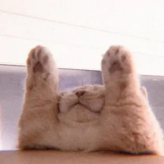 🧚‍♀ kucing, lucu, binatang, imut, anak kucing, terbalik, cakar telegram sticker