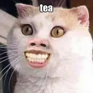 ☕ tea 고양이, 밈, 웃긴, 차, 동물, 유머, 얼굴 telegram sticker